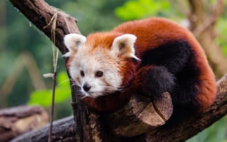 Картинка панда, животное, природа, лес, медвежонок, зверь, зеленый