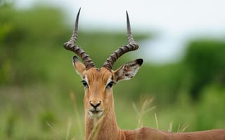 Картинка антилопа, природа, животные, дикая природа, фотография, зеленый, гладкая шерсть