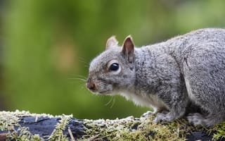 Картинка белка, природа, животные, лес, фото, мох, зеленый