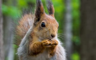 Картинка белка, природа, лес, животные, фото, обои, смешное