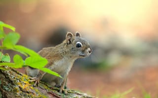 Картинка белка, природа, животные, лес, фотография, макро, зелень