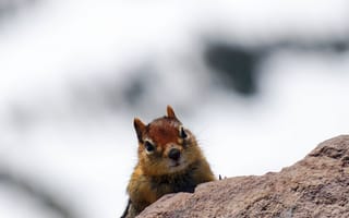 Картинка белка, природа, животные, камень, лес, дикие животные, фотография