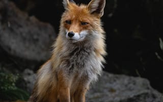 Картинка лисица, природа, животные, дикие животные, лес, фотография, пейзаж