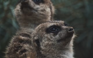 Картинка сурикаты, животные, природа, фото, дикие, пейзаж, обои