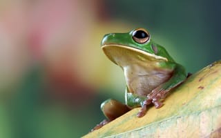 Картинка лягушка, природа, животные, зеленый, макро, фото, фон