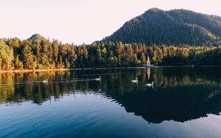 Картинка озеро, лебеди, природа, горы, лес, отражение, пейзаж, спокойствие