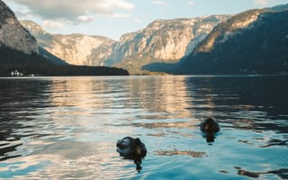 Картинка озеро, горы, утки, природа, пейзаж, небо, отражение