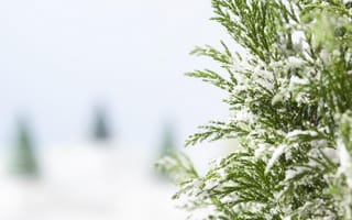 Картинка зима, снег, елка, природа, пейзаж, холод, зелень