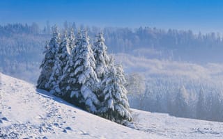 Картинка зима, снег, лес, природа, пейзаж, елки, голубое небо