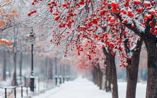 Картинка зима, снег, деревья, красные ягоды, пейзаж, природа, парк