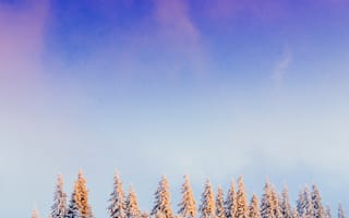 Картинка зима, снег, лес, деревья, пейзаж, небо, природа, холмы, свет, красота