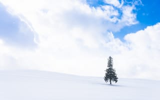 Картинка зима, снег, дерево, небо, пейзаж, одиночество, природа