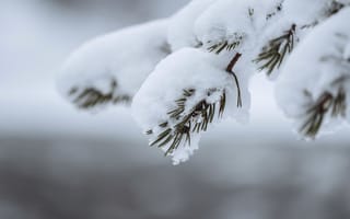 Картинка снег, зима, елка, природа, пейзаж, ветка, холод