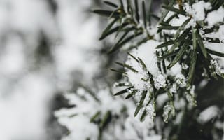 Картинка зима, снег, природа, елка, зеленый, холод, пейзаж