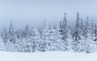 Картинка зима, снег, лес, деревья, пейзаж, природа, холод