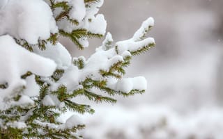 Картинка снег, зима, елка, природа, пейзаж, холод, лес