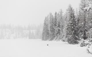 Картинка зима, снег, лес, природа, пейзаж, холод, мгла