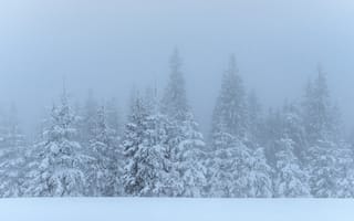 Картинка зима, снег, лес, деревья, туман, природа, пейзаж