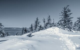 Картинка зима, снег, лес, пейзаж, природа, горизонт, деревья, путь, мир, тишина