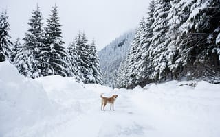 Картинка снег, собака, лес, зима, природа, пейзаж, горный