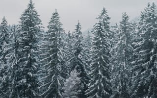 Картинка зима, снег, лес, елки, природа, пейзаж, холод