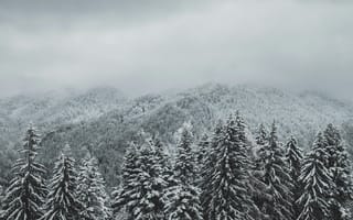 Картинка зима, снег, горы, лес, природа, пейзаж, обои