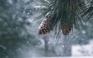 Картинка зима, снег, елка, шишки, природа, лес, пейзаж