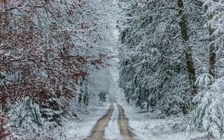 Картинка зима, снег, лес, дорога, природа, пейзаж, мирный