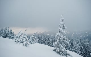 Картинка зима, снег, лес, деревья, пейзаж, горы, природа, холод, мгла, тишина