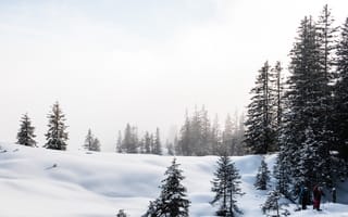 Картинка зима, снег, лес, природа, пейзаж, горнолыжный, мгла