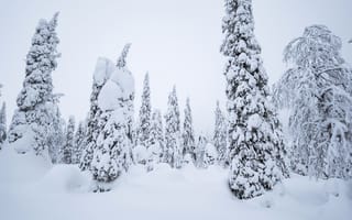 Картинка зима, снег, лес, деревья, пейзаж, природа, холод