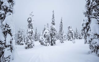 Картинка зима, снег, лес, деревья, пейзаж, природа, холод