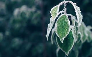 Картинка листья, мороз, природа, зима, зелёный, крупный план, фотография