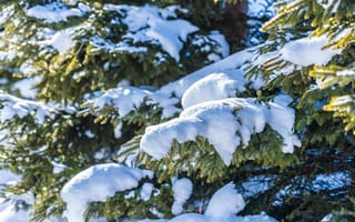 Картинка зима, снег, елка, природа, пейзаж, холод, лес