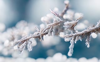 Картинка зима, мороз, ветка, природа, лед, красота, фотография