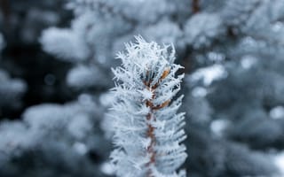 Картинка зима, снег, елка, мороз, природа, лед, холод