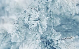 Картинка зима, снег, лед, природа, холод, ветка, мороз, пейзаж