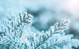 Картинка зима, мороз, лед, природа, ветка, снег, холод