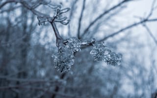 Картинка лед, ветка, зима, природа, мороз, красота, фотография