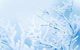 Картинка зима, мороз, ветки, снег, лед, природа, холод