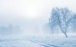 Картинка зима, туман, деревья, пейзаж, снег, природа, холод