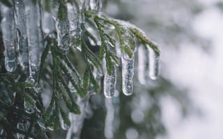 Картинка лед, ветка, зима, природа, сосна, кристаллы, заморозки