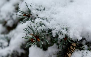 Картинка зима, снег, елка, природа, холод, лед, пейзаж