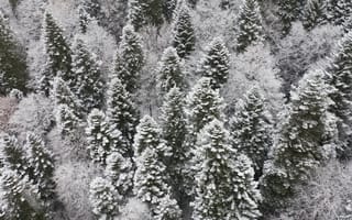 Картинка зима, лес, снег, елки, природа, пейзаж, холод