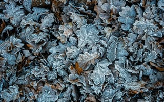 Картинка листья, мороз, осень, природа, фотография, текстура, пейзаж