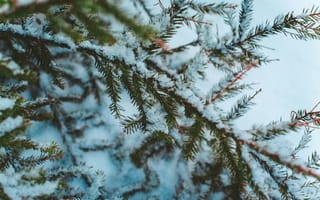 Картинка зима, снег, елка, природа, ветки, холод, пейзаж