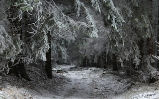 Картинка лес, зима, снег, природа, пейзаж, деревья, мгла, путь