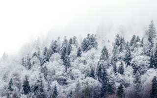 Картинка зима, лес, снег, природа, холод, деревья, туман