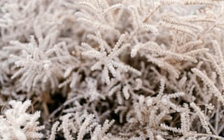 Картинка растения, природа, фон, текстура, зима, мягкий, белый