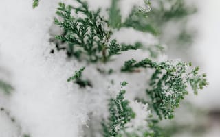 Картинка зима, снег, растение, природа, хвойные, лед, фон